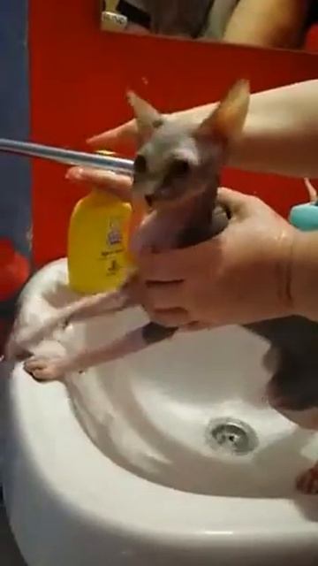 Кто сказал ,что сфинксы любят купаться???)))