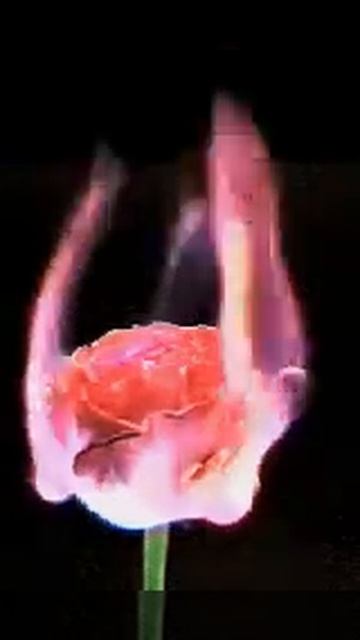 сгорающая роза видео смотреть онлайн