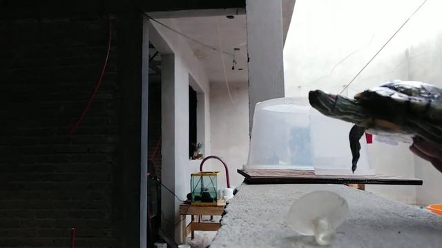 Zona seca con escondite para las tortugas japonesas смотреть онлайн