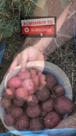 Potato Harvest 2020 #shorts Container vs Raised Bed vs No Dig vs In-ground| Urban YouTube Shorts