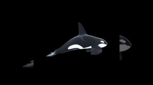 HoloOne: Бесплатные 3D видео для голографических вентиляторов - Голограмма Акулы (рыбы)