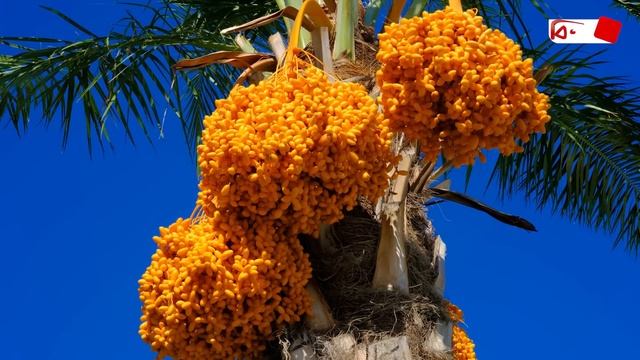 দাজ্জালের সঙ্গে দেখা হয়েছিলো যে সাহাবির | Bijoy TV смотреть онлайн