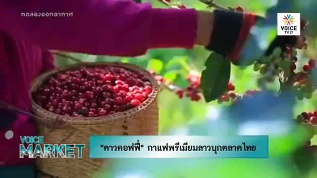Dao Coffee News from Voice TV 21 ดาวคอฟฟี่ กาแฟพรีเมียมลาวบุกตลาดไทย смотреть онлайн