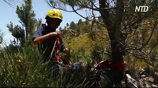 У ПАР вирубують чужорідні дерева, що відбирають воду в Кейптауна смотреть онлайн