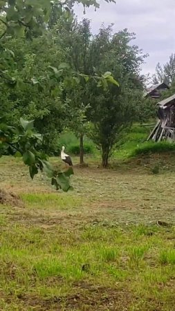 АИСТ И СОНЯ