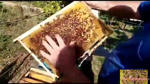 Пчела не трутовка. Матки нет, маточники не отягивают.