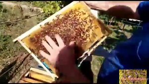 Пчела не трутовка. Матки нет, маточники не отягивают.