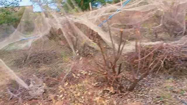 Pruning of 4 years old Thai Apple ber plants