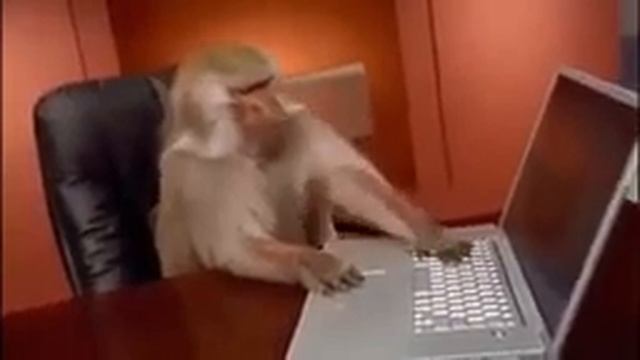 baboon computer ; singe a l'ordinateur