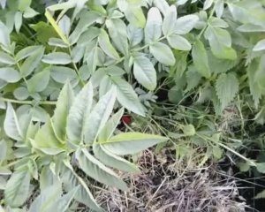 Выживание в лесу. Пикан, пучка или борщевик?