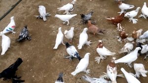 Узбекский двухчубые голуби красавицы 🕊️