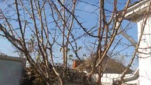 Абрикос заложил плодовые почки