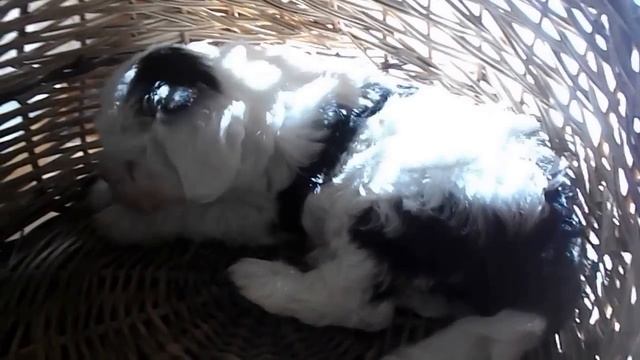 Tibeti Terrier смотреть онлайн