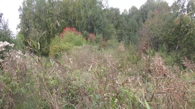 Рощина роща! смотреть онлайн