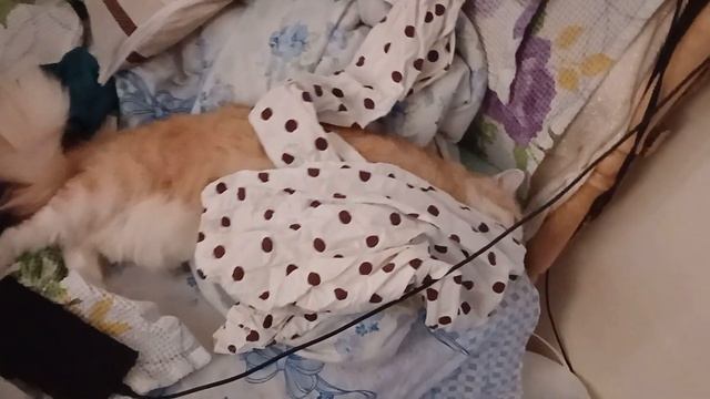 Кошка и медитативный горох на пижаме спать только в таком! Cat and meditative peas on pajamas