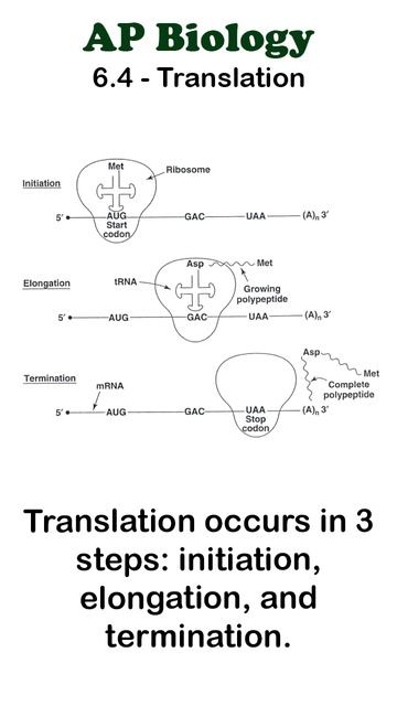 AP Bio - 6.4 Translation #apbiology #moleculargenetics #unit6