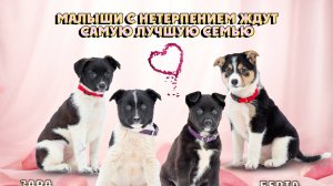 щенки ищут дом