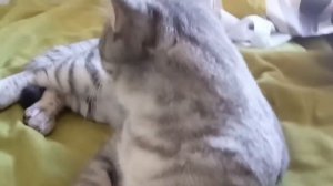 Кошачья школа 3