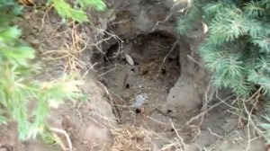 разорённое гнездо шмелей. Хутор Рандовка