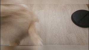 Утро - любимое время дня для шпица!