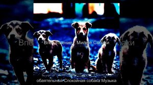 Видения (Спящая собака)