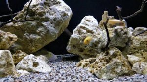 Малавийский цихлидник 200 литров