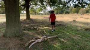 Олени в парке - 2