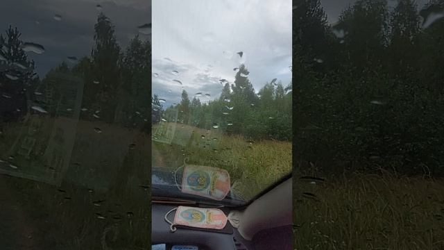 Лес в Гусино. Собирали маслята и мокрухи. Дождь пошел.