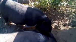 Вьетнамские свиньи: поросята, хряк, свиноматки. Обзор свинофермы