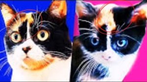 разоблачение сливки шоу