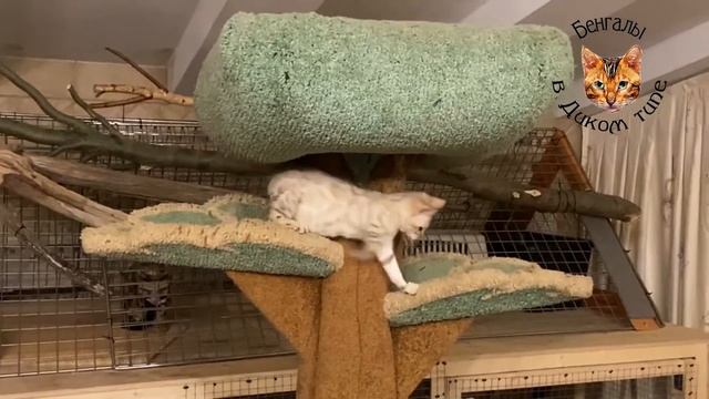 БЕНГАЛЬСКИЕ КОТЯТА СНЕЖНЫЕ, в ИГРЕ