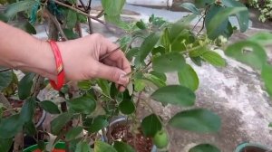 Apple Ber Plant In My Terrace Garden | Tanu's Gardening