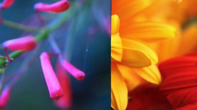 essenza смотреть онлайн