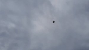 Николаевские  голуби