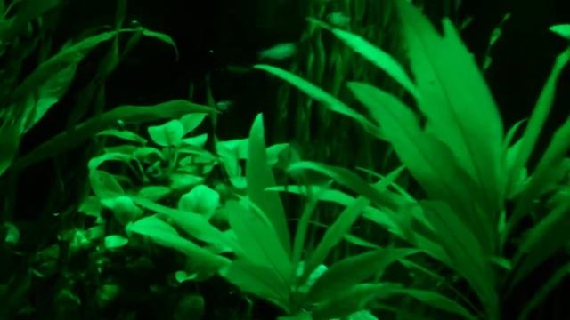 2013.06.15 - Акваріум смотреть онлайн