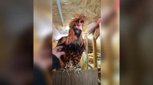 Домашний Орел.