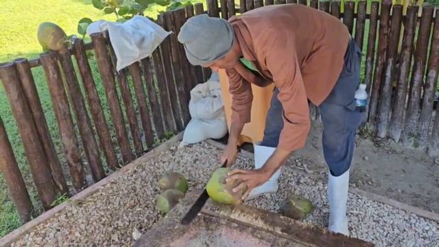 Где купить кокос. Woovo Playa Hermosa Cayo Paredon Resort. смотреть онлайн