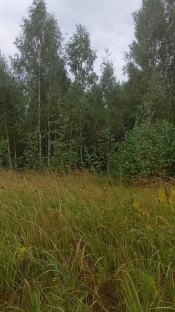 Лес в Гусино. Маслята собирали, пошел сильный дождь.