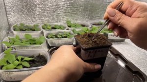 Все о петуниях от посадки до цветения ! Для начинающих