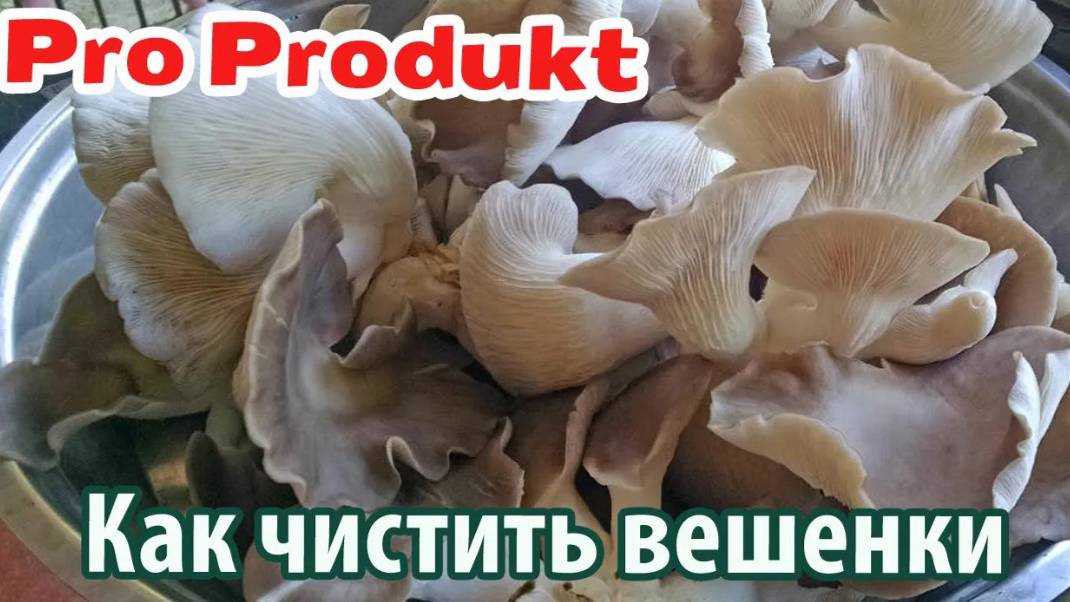 Как чистить вешенки