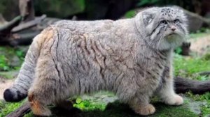 Самые редкие дикие кошки!!😱😱