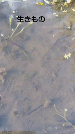 水田の生き物、オタマジャクシ、コガムシの幼虫