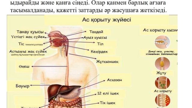 Жаратылыстану 6 сынып. Тірі организмдерге қандай үдерістерге тән смотреть онлайн