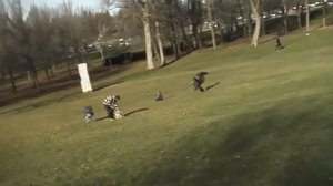 Орел ворует детей