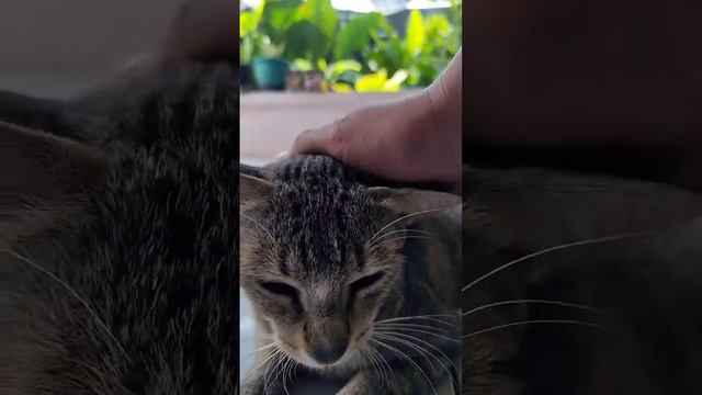 dulu aku punya kucing cowo namanya pupus tapi sudah engga ada untung nya ada piko si perempuan gemo смотреть онлайн
