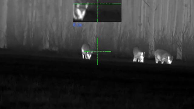 Pulsar Thermion 2 XQ50 PRO. 80kg boar in Sweden 2023 смотреть онлайн