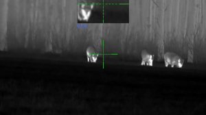 Pulsar Thermion 2 XQ50 PRO. 80kg boar in Sweden 2023