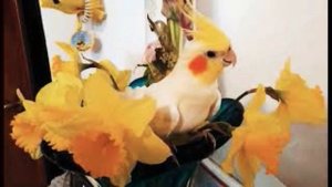 🦜🐦Обучение свистку попугаев семейства Аддамс. 🦜🐦 Addams family parrot whistle training.🎶