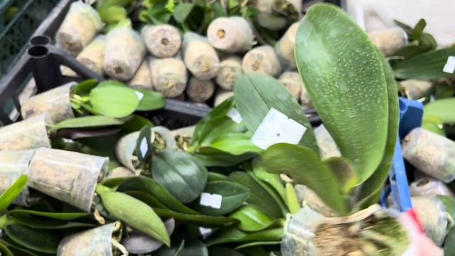 Обзор поставки #7🌸11.04.2024 г. смотреть онлайн