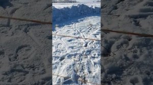 Приучаю овец к электропастуху